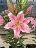 [1876 Roberta DJ No01.JPG]